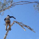 Когда и как правильно выполнять спил деревьев